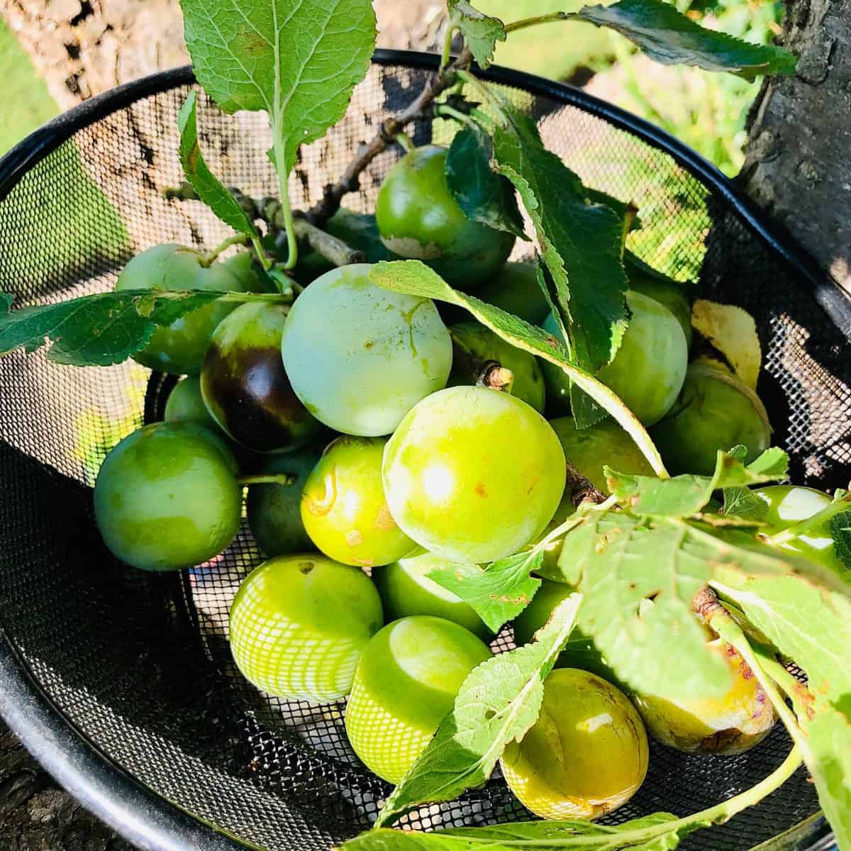 Close up of greengages in a basket