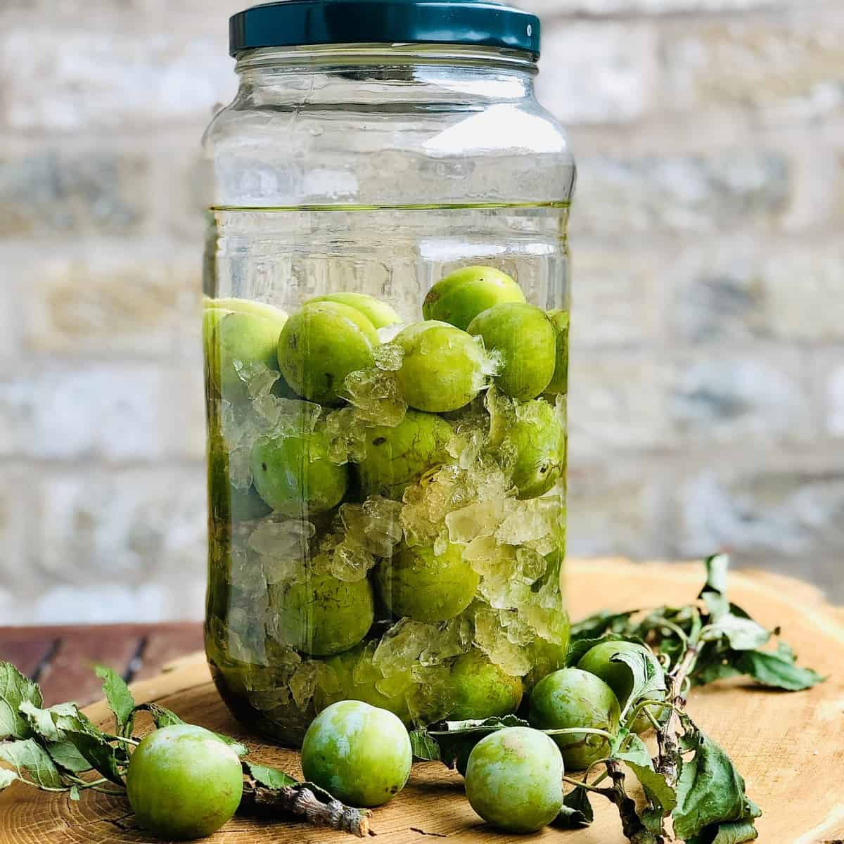Greengages, rock sugar and vodka in a large jar