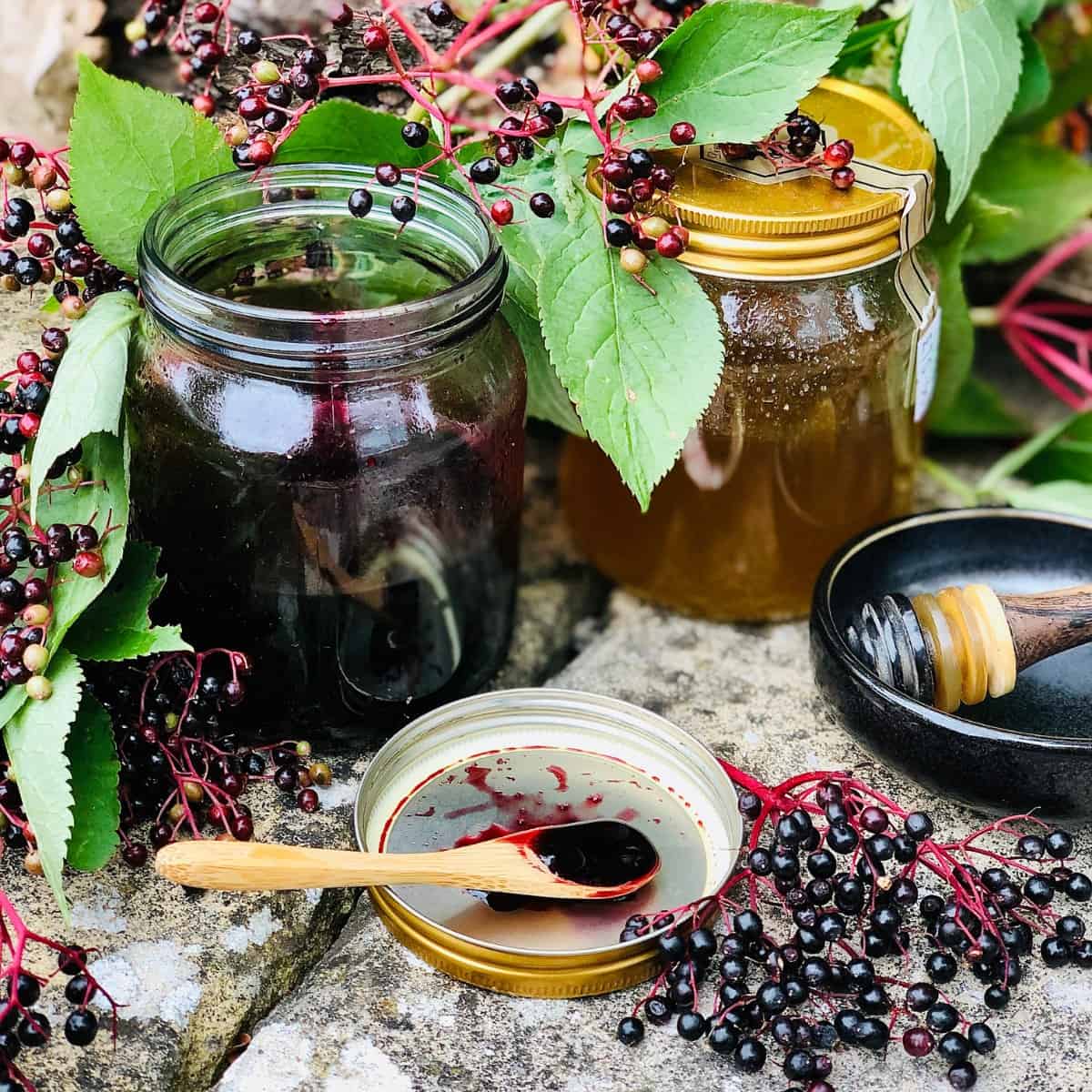 A Jar of elderberry syrup and and a jar of honey. Surrounded by elderberry foliage
