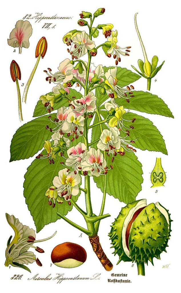 illustrations of different elements of the horse chestnut tree. With example of leaves, flowers, seed and seed pod