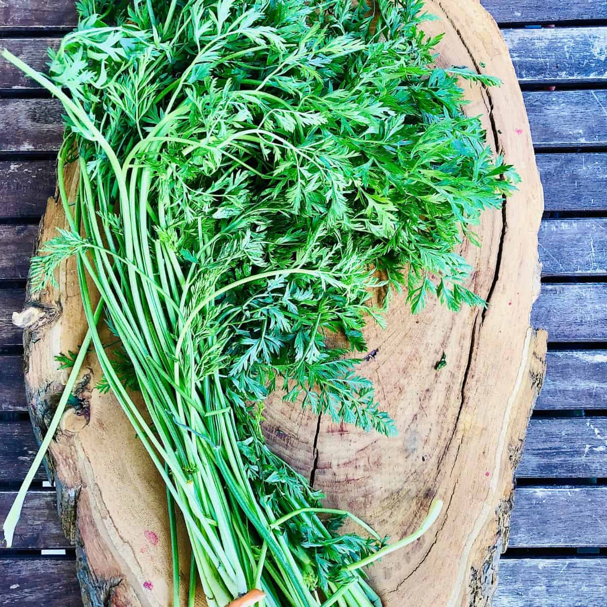 A bunch of carrot top greens on top of a tree trunk slice platter.