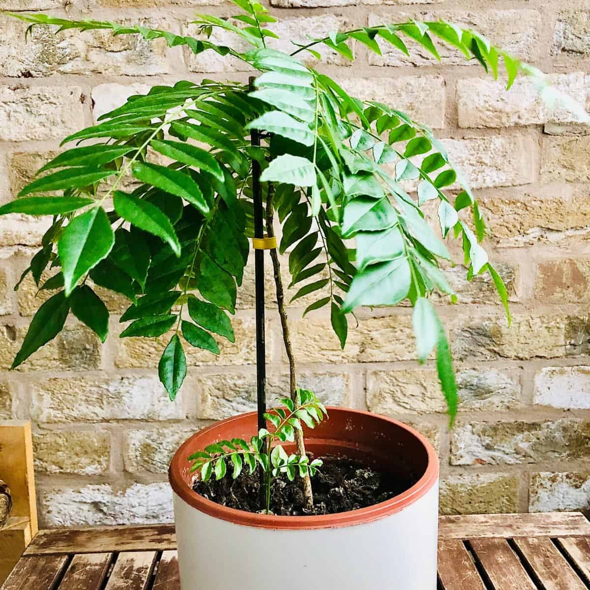 Curry leaf plant in pot.