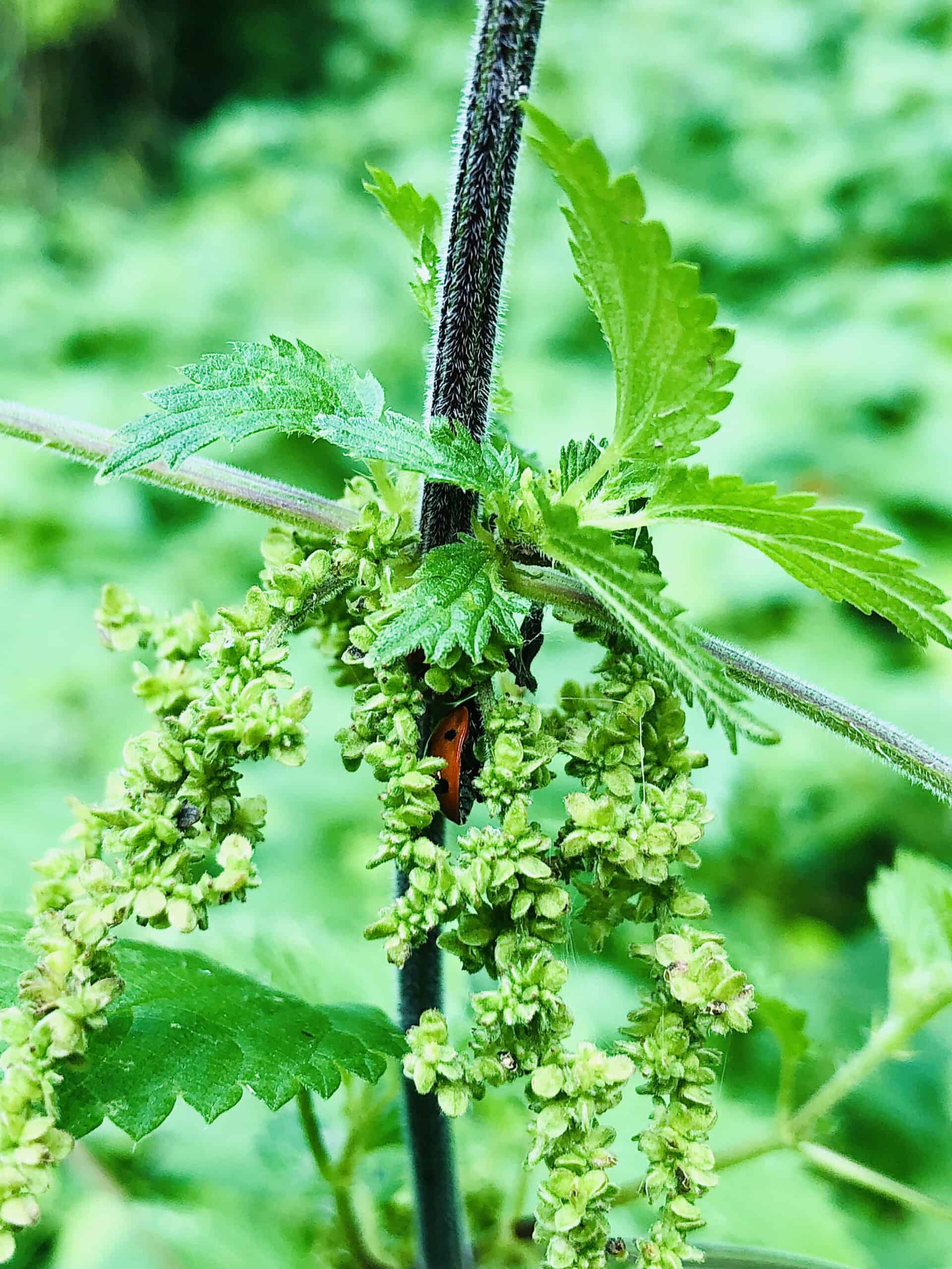 Close up of nettle seeds on a nettle plant. 
