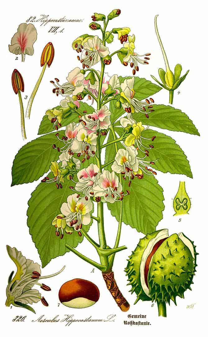 Illustration of elements of a horse chestnut tree