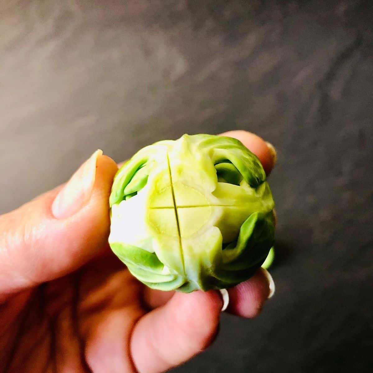 Close up of a brussel sprout held in a hand showing scoring at the base of the spout