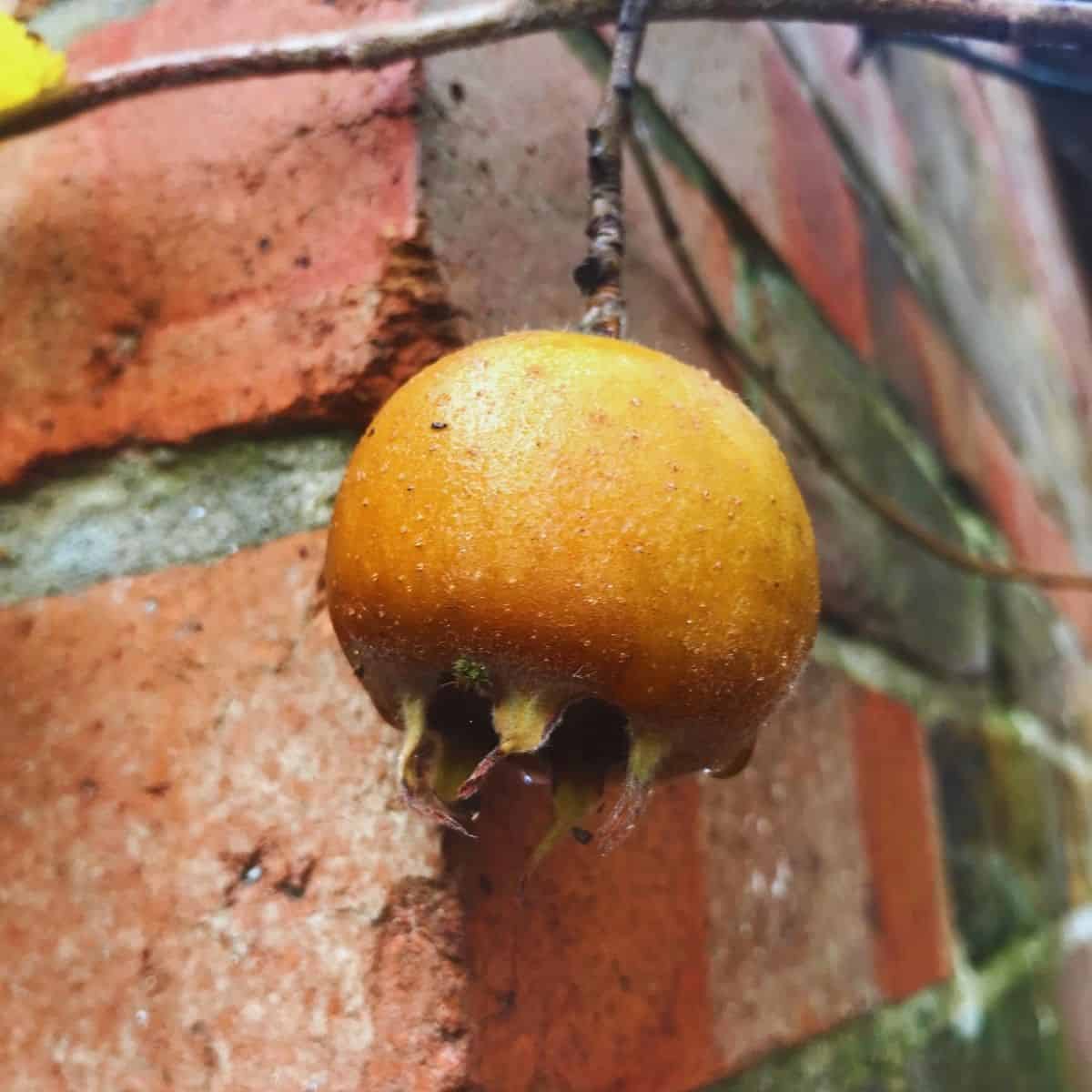 One medlar fruit on the stem.