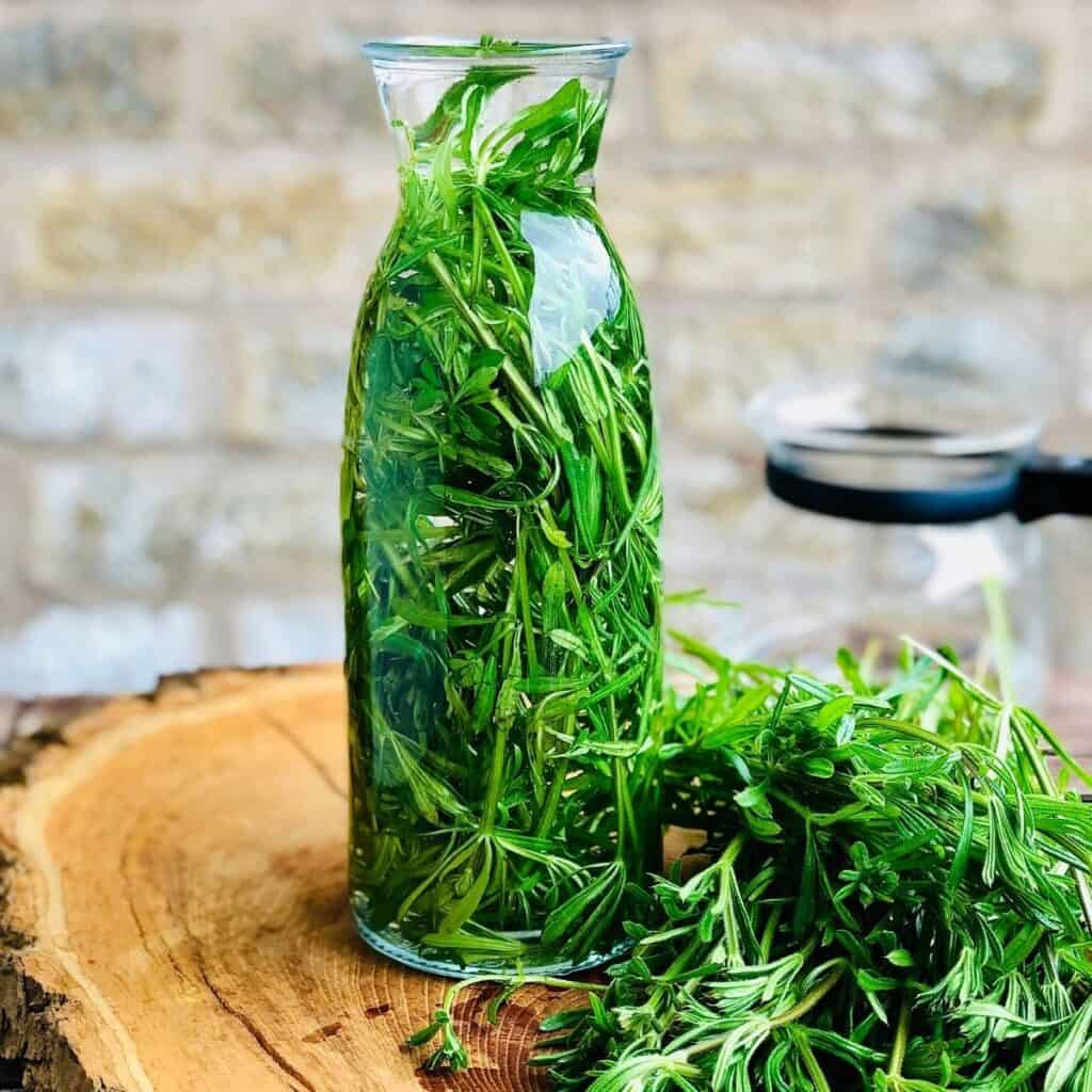 A pitcher containing cleaver stems and leaves in water, with a bunch of cleaver stems next to it.