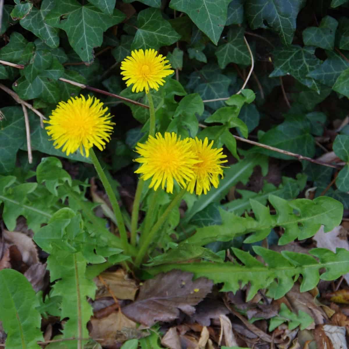 Dandelion plant