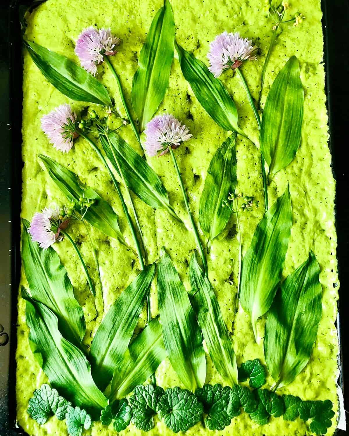 No-knead wild garlic focaccia dough decorated with chive flowers, wild garlic leaves and ground ivy before baking