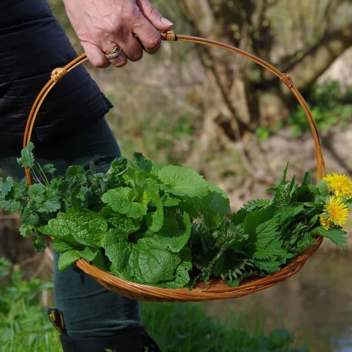 Hand holding a whicker basket containing foraged dandelion, ground ivy, garlic mustard and nettle.