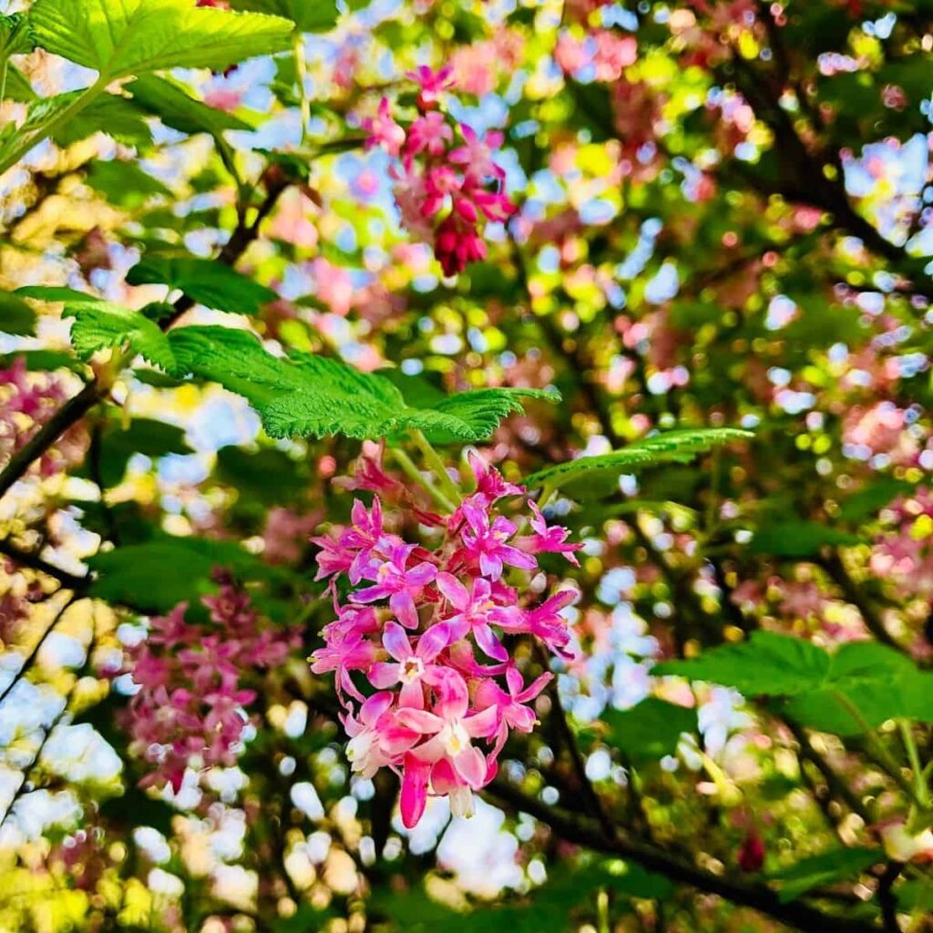 Close up of a flowering currant plant