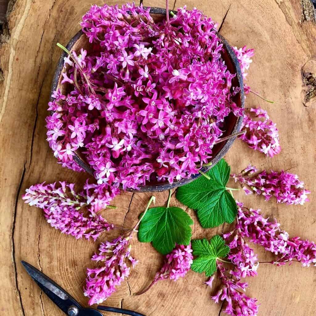 A bowlful of flowering currant flower heads with flower heads and leaves spread around the bowl