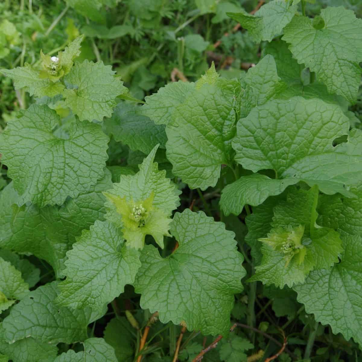 Garlic mustard plant