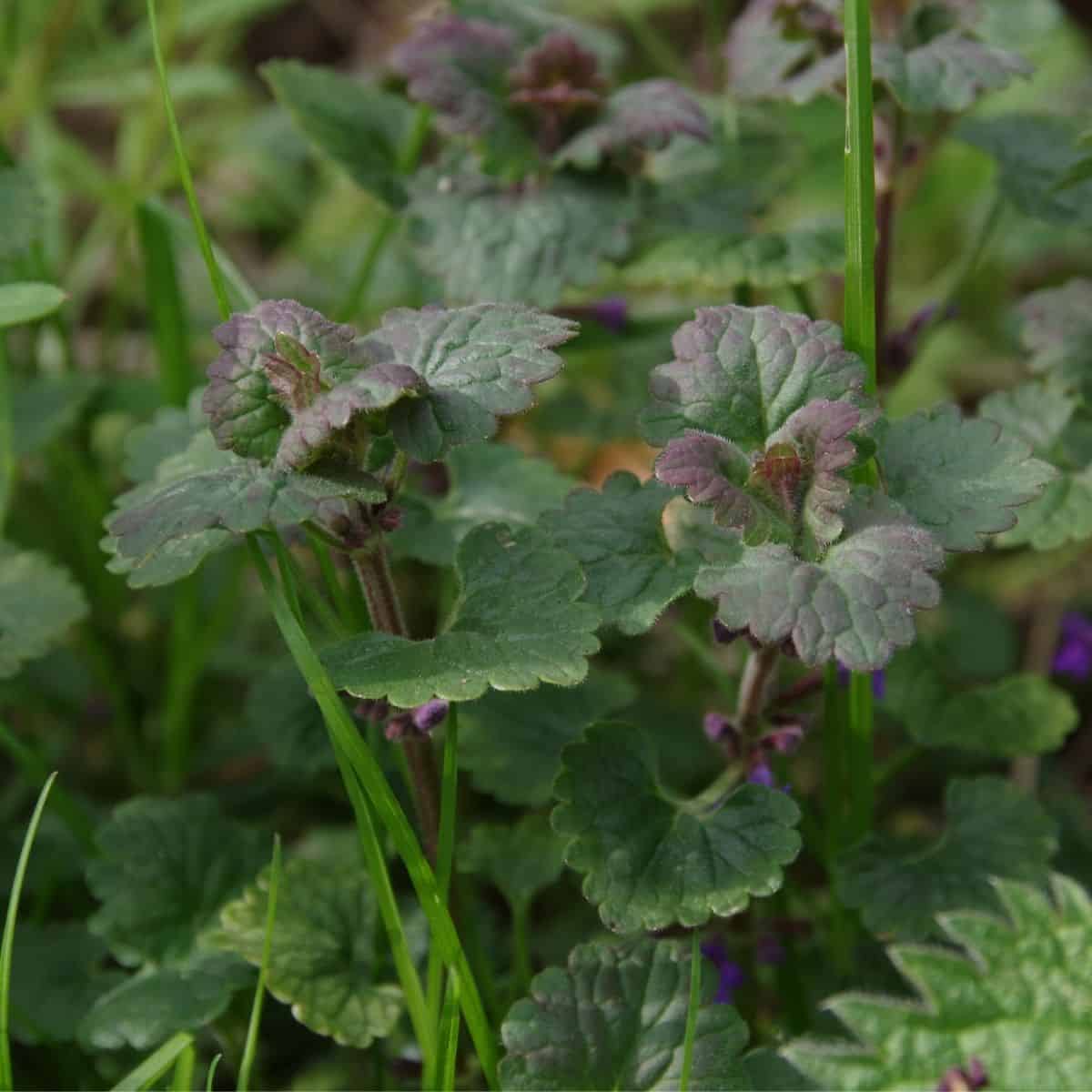 ground ivy plant wild food