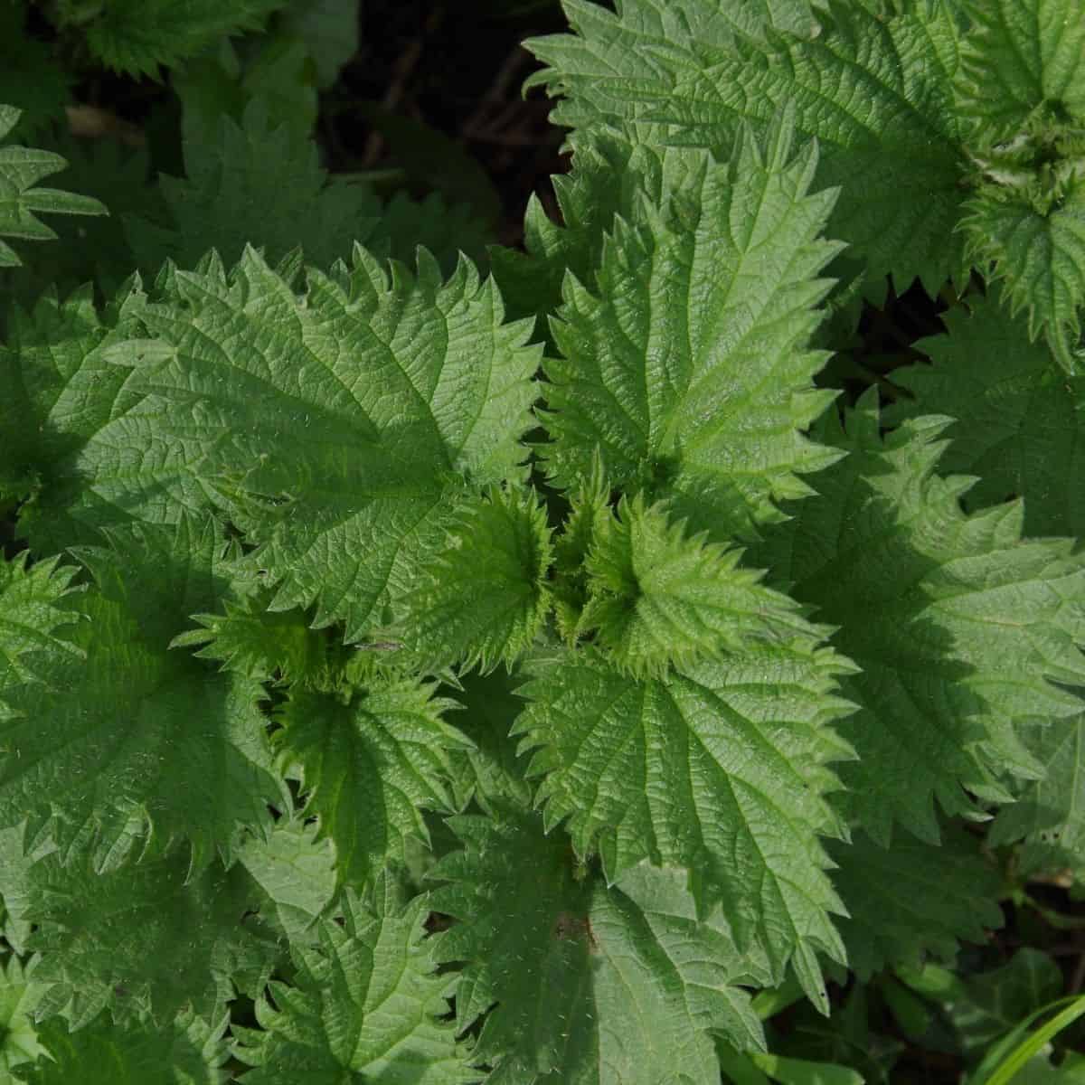 Nettle plant wild food 