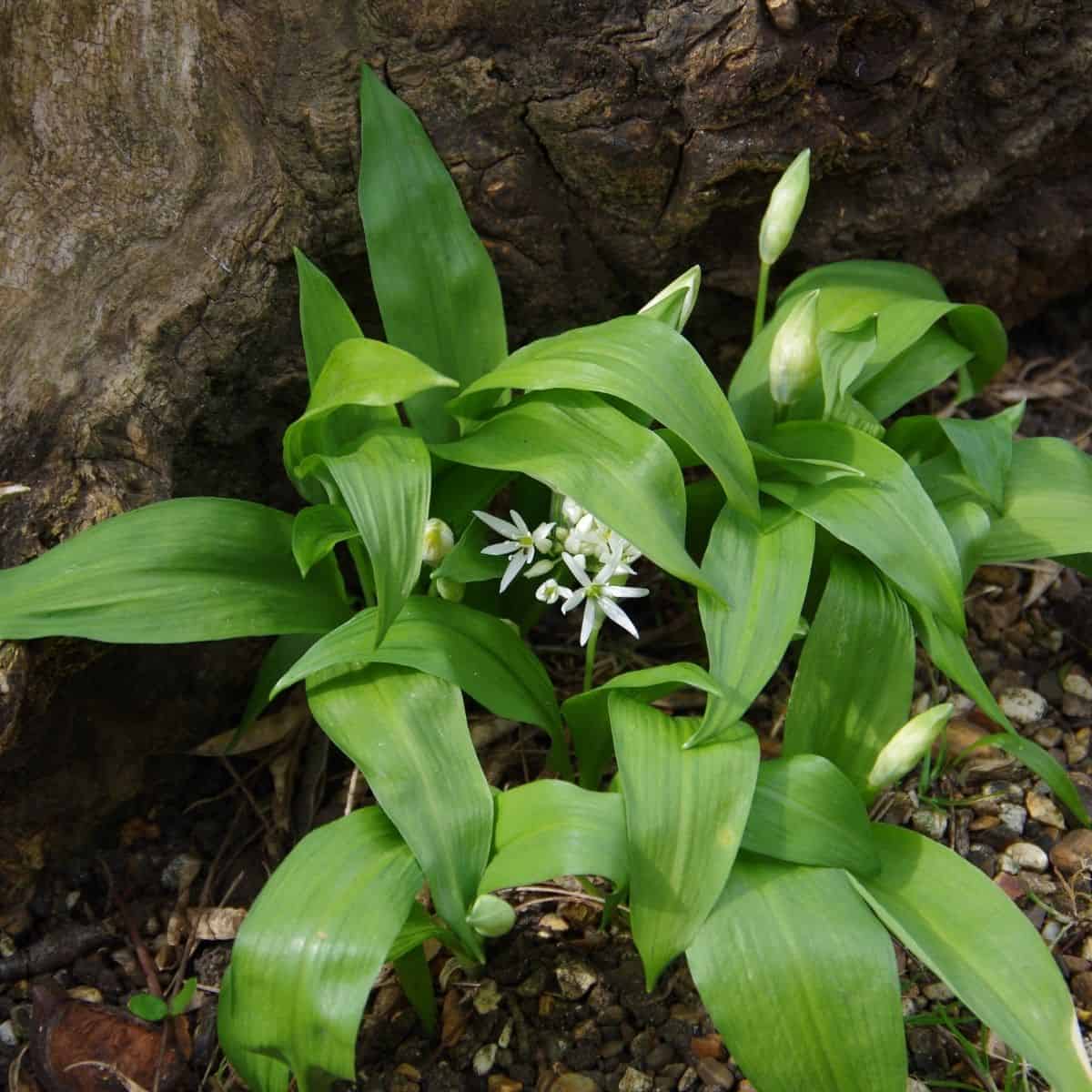 close up of Wild garlic plant