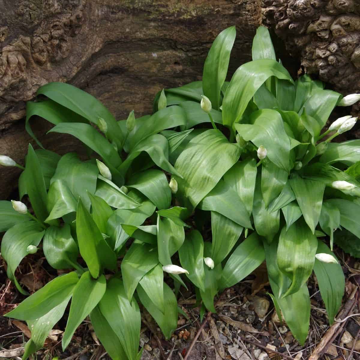 A patch of wild garlic with flower buds