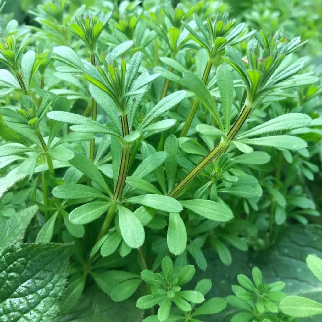 A close up of a patch of young cleaver growing in the wild