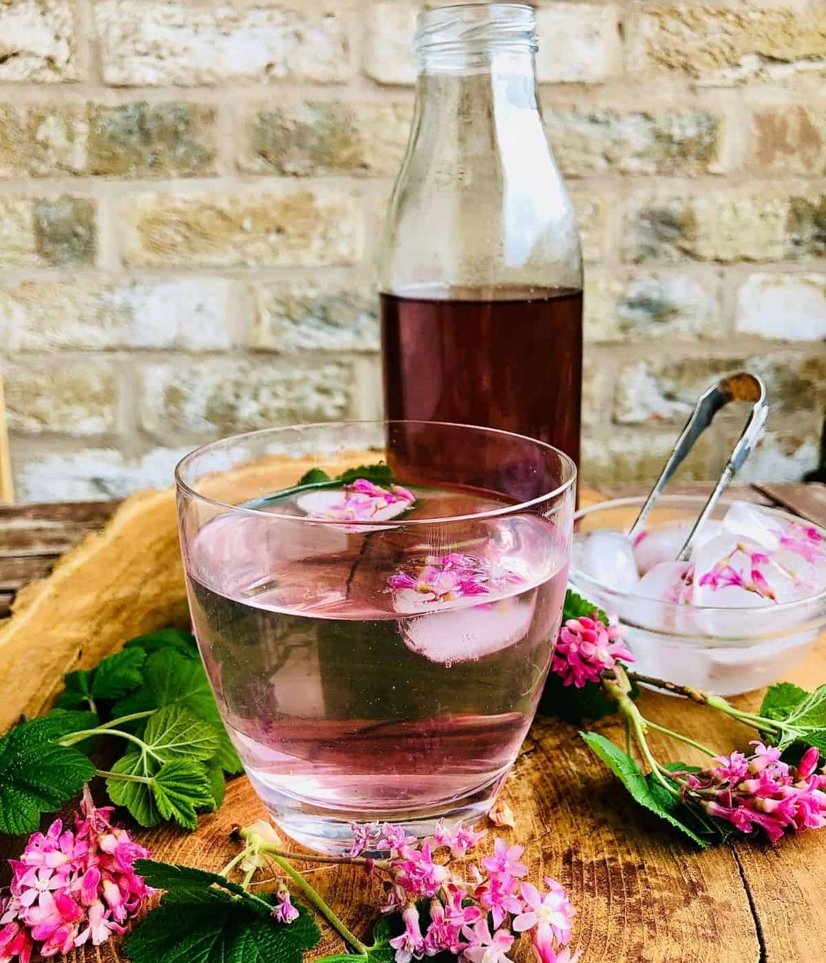 A glass of diluted flowering current cordial and a bottle of cordial surrounded by flowering current plants
