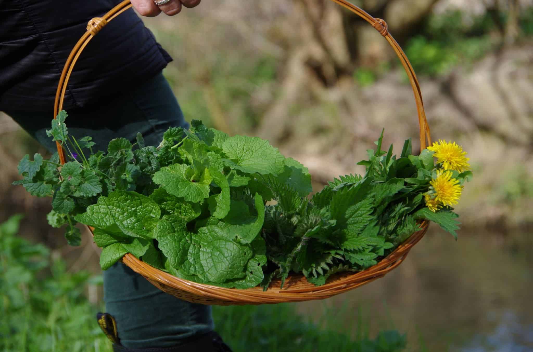 Wild Edible Plant Foraging How to Make Nettle Leaf Tea