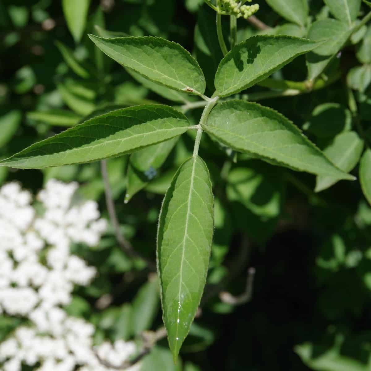 Close up of elder tree compound leaf showing five leaflets.