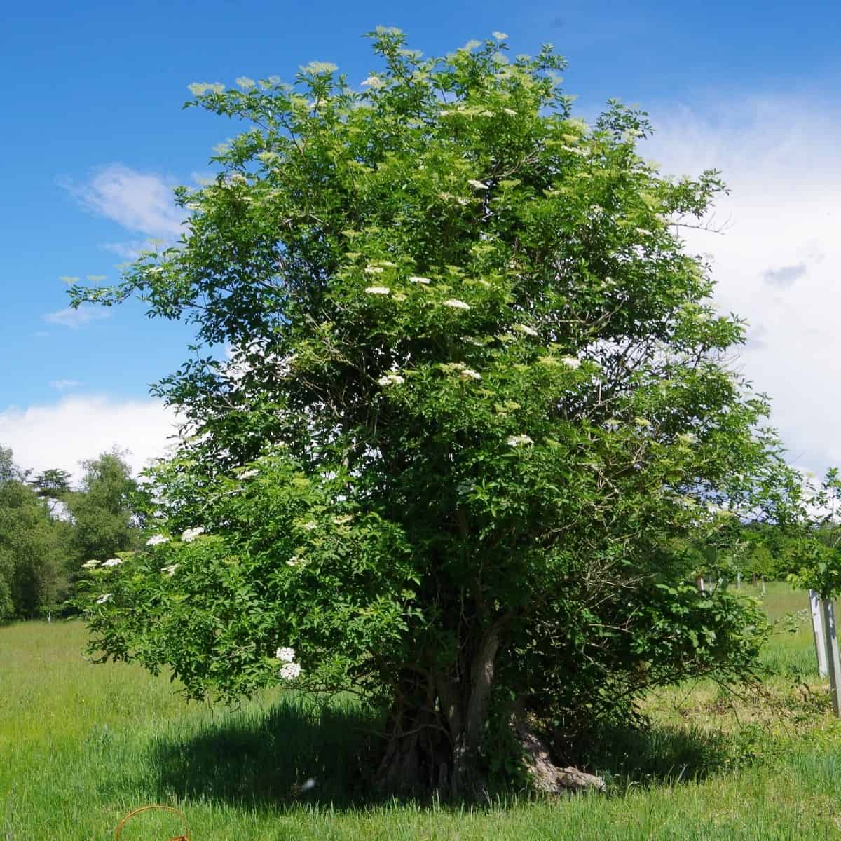 Elder tree in a meadow showing elderflowers
