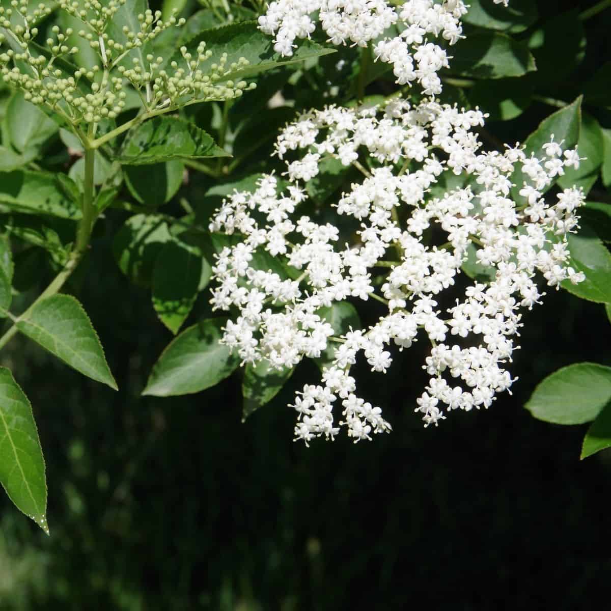 Close up of elder tree flowerhead with a cluster tiny white elderflowers.