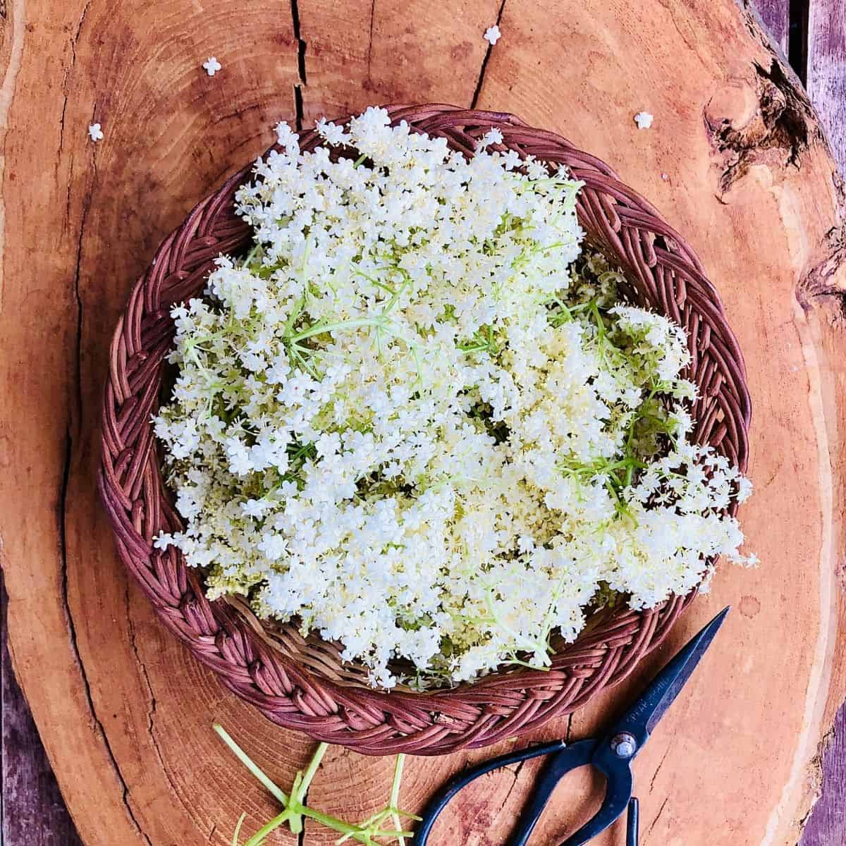 A basket containing elderflowers