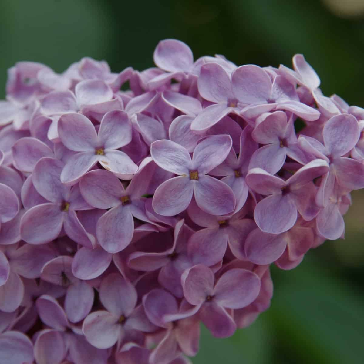 close up of individual lilac flowers on a flower head