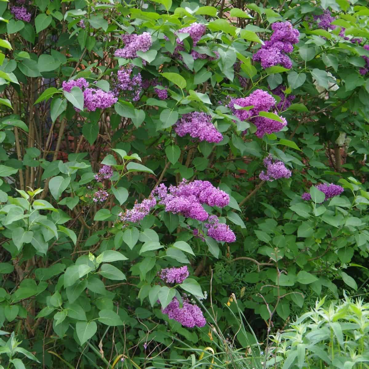 Lilac shrub with pink/purple flower heads