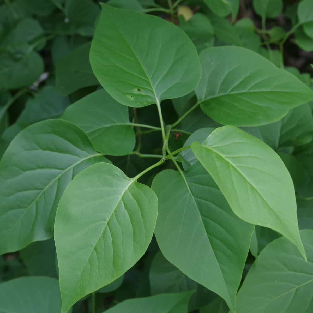Close up of the leaves of a lilac shrub
