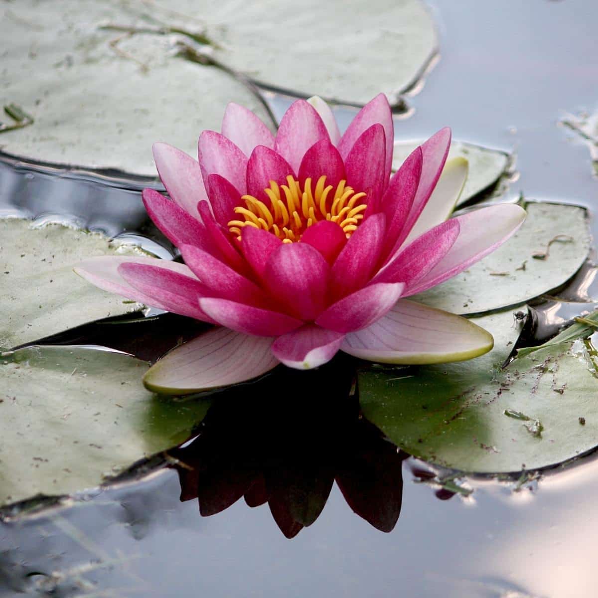 A single, open pink lotus flower on waters surface.