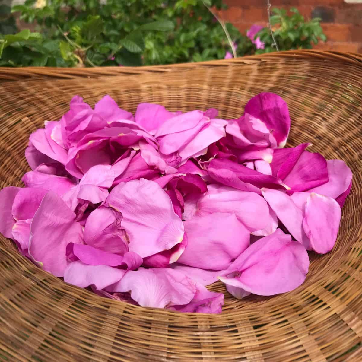 Close up of pink foraged rose ragusa petals in a wicker basket.
