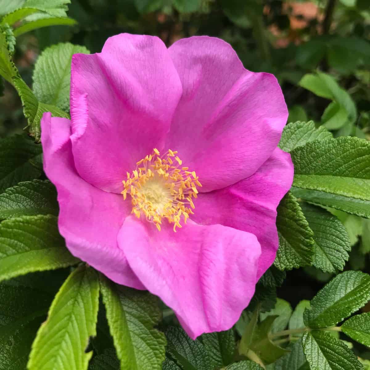 Close up of a single ragusa rose flower on the bush with leaves surrounding it.