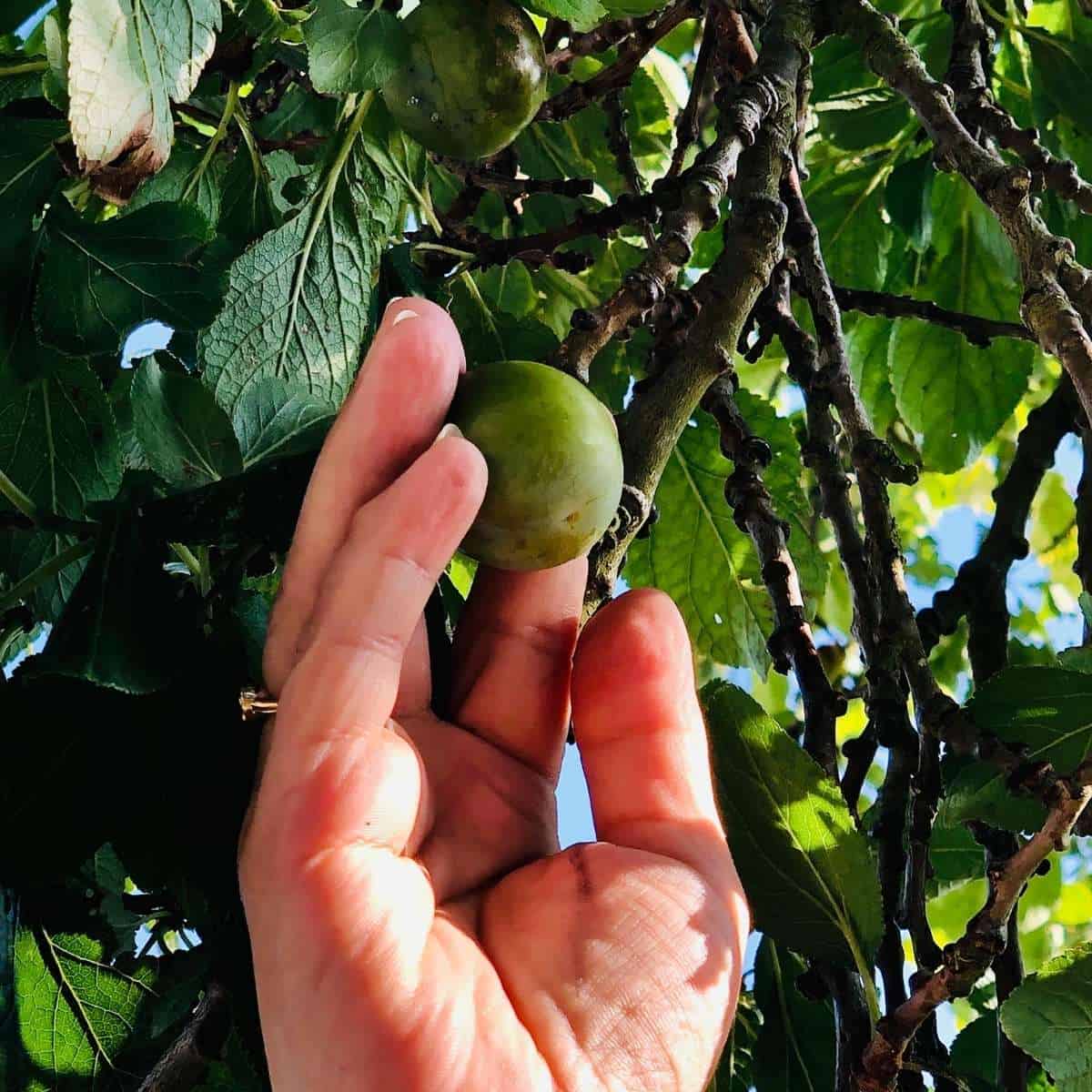 A hand picking an unripe wild plum