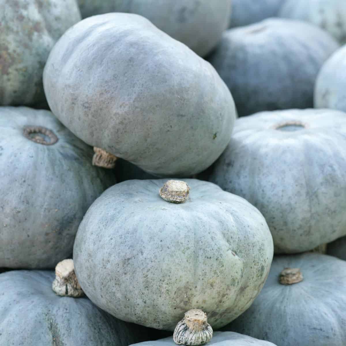 A pile of whole blue/grey crown prince pumpkins.