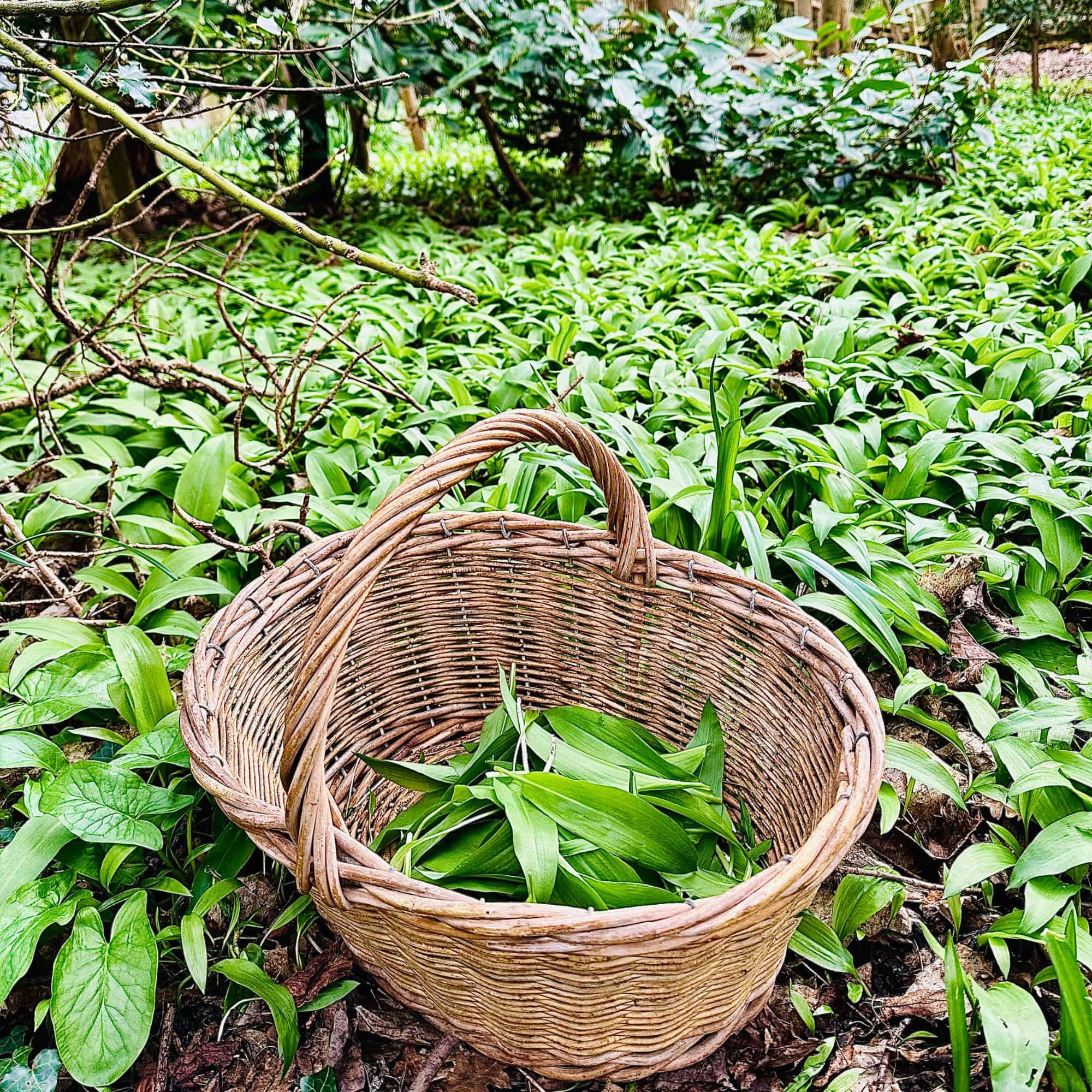 A wicker basket containing wild garlic leaves sat in a patch of wild garlic in the woods.