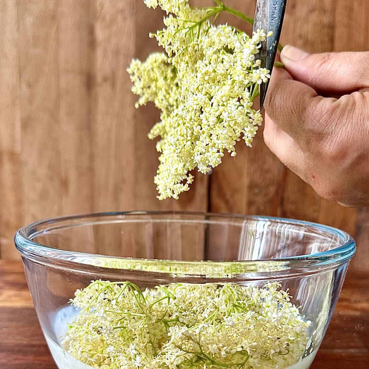 Cutting elderflower head from the stem with scissors into a glass bowl containing elderflower heads in vegan cream.