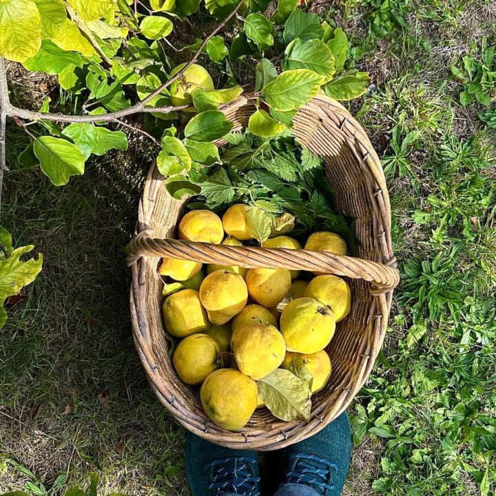 Overhead shot of a wicker basket full of quince and nettle.