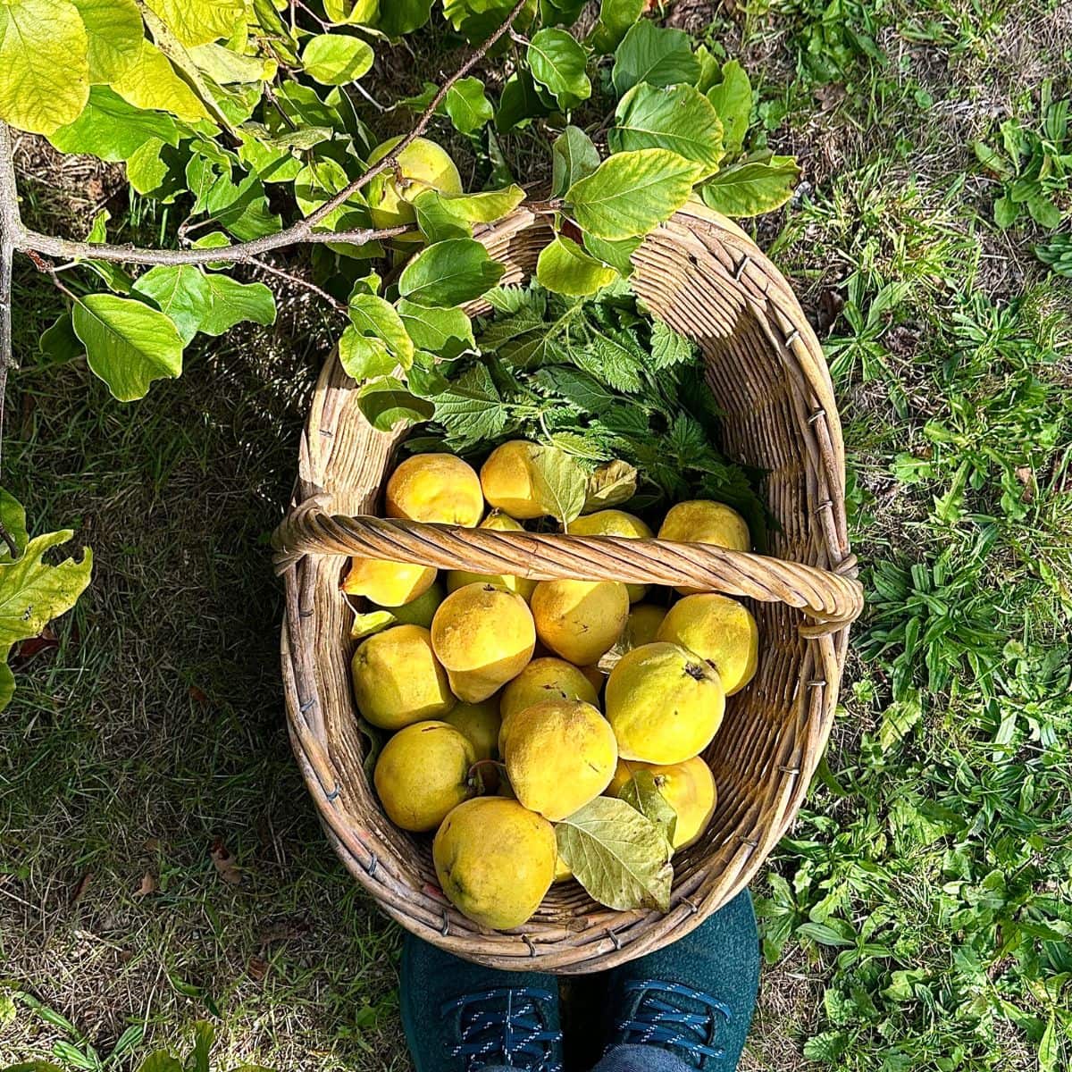 Overhead shot of a wicker basket full of quince and nettle.