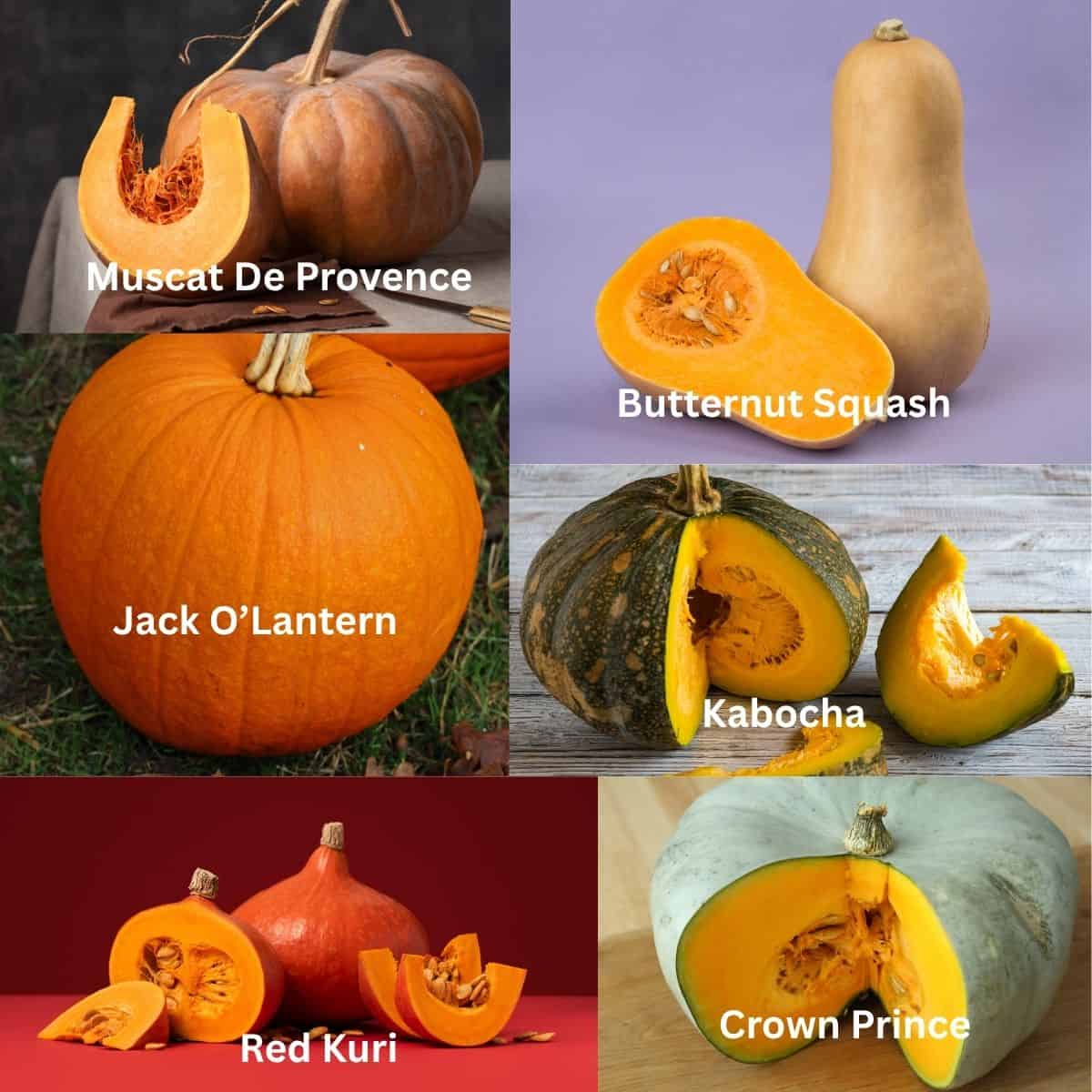 Collage of pictures of six types of pumpkin: Crown Prince, Red Kuri, Kabocha, Jack O'lantern, Muscat de Provence and butternut squash.