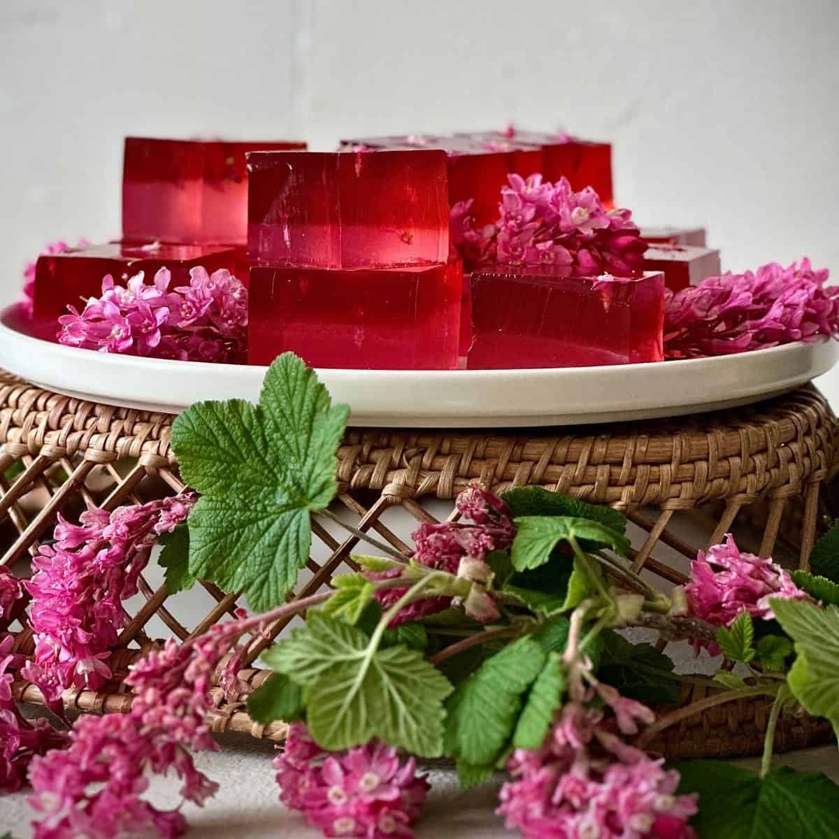 Layered flowering currant jelly dessert with pink floral jelly cubes on a white plate surrounded by flowering currant blossom.