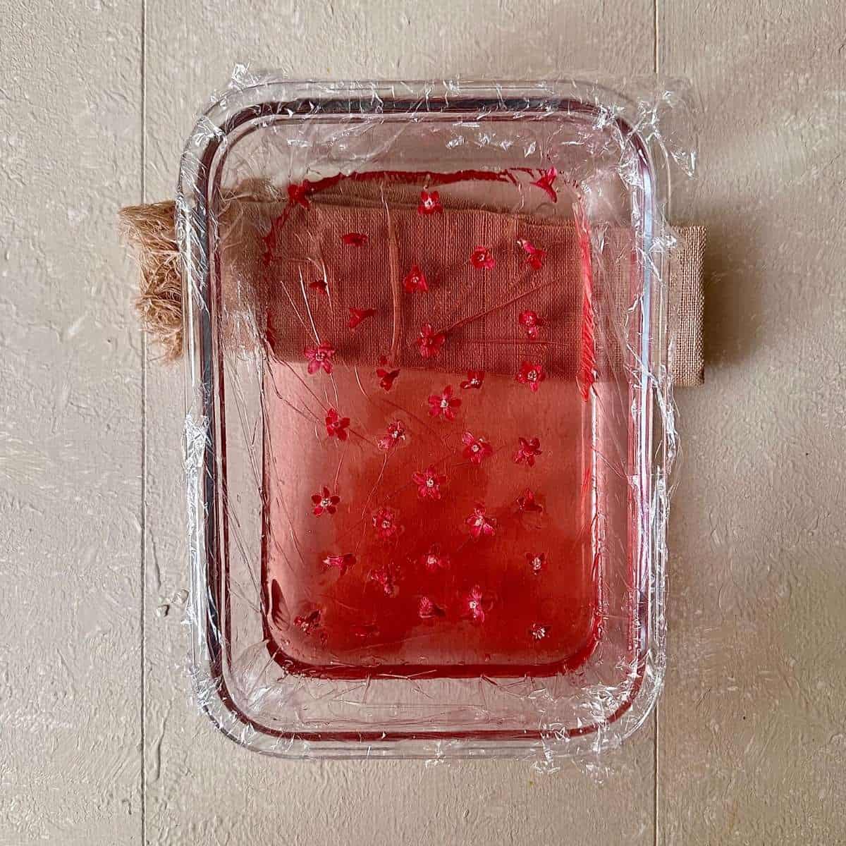 Overhead photo of flowering current jelly in a a cling-film lined glass dish. Individual flowering current flowers are pressed into the half set jelly.