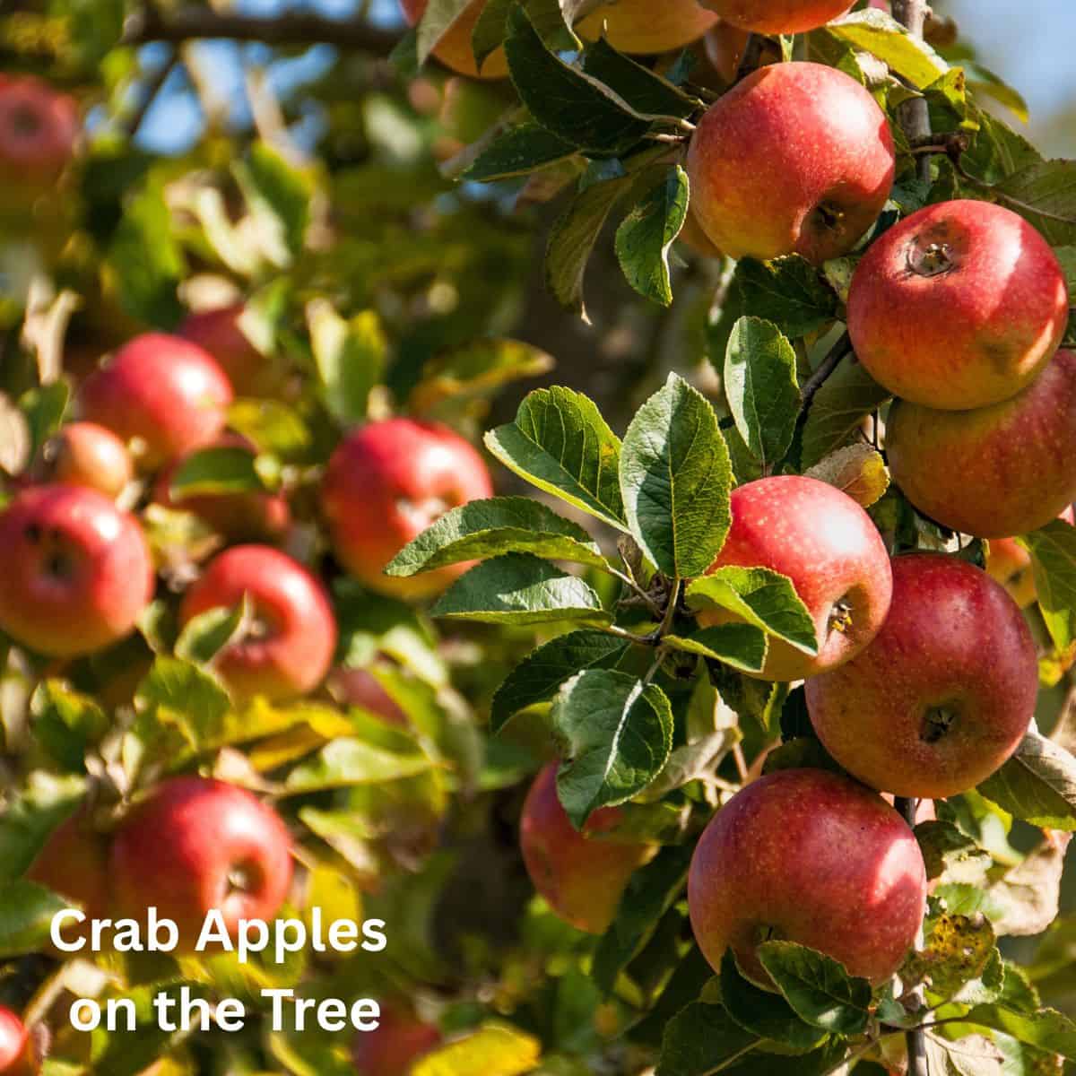 Close up of crab apples on a tree