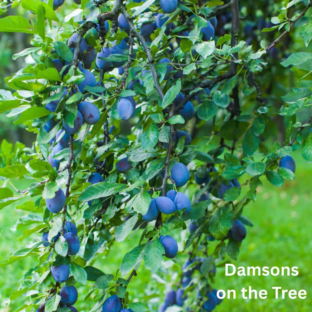 Close up of damsons on a tree
